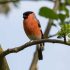 Deutsche Greifvögel: Das sind die häufigsten Arten