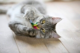 Katzenspielzeug – ein Muss für jede Katze