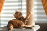 Katzenkratzbaum: Das ist beim Kauf zu beachten