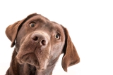 Der Labrador: Ein Familienhund?