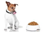 Bio Hundefutter – besser für Hunde?