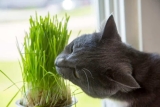 Wichtig für Hauskatzen: Katzengras und wie man es anpflanzt