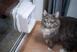 Tierklappen mit Sensor: Für Hunde, Katzen und co.