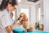 Hornhautentzündungen bei Hunden