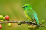 Heimische Vogelarten: Darum werden sie immer seltener