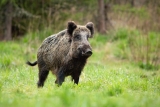 Faszinierend aber gefährlich: Wildschweine