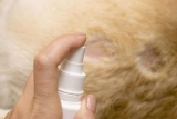 Allergien bei Katzen: Günstiges Futter als Auslöser?