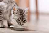 Milch für Katzen – ist sie geeignet?