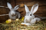 Das Kaninchen zuhause – die richtige Haltung