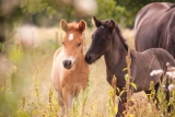 Ein guter Start: Warum eine ausgewogene Ernährung so essenziell für junge Pferde ist